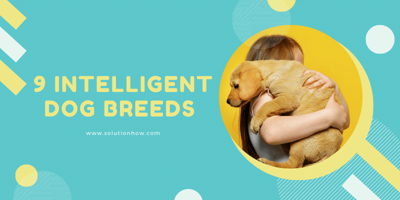9 Intelligent Dog Breeds