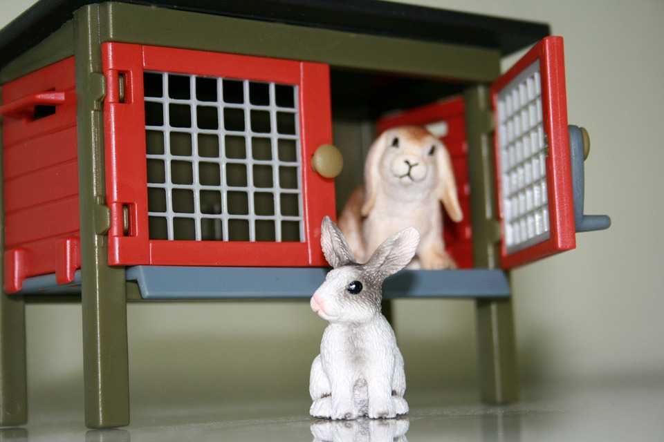 Rabbit & Bunny Hutch