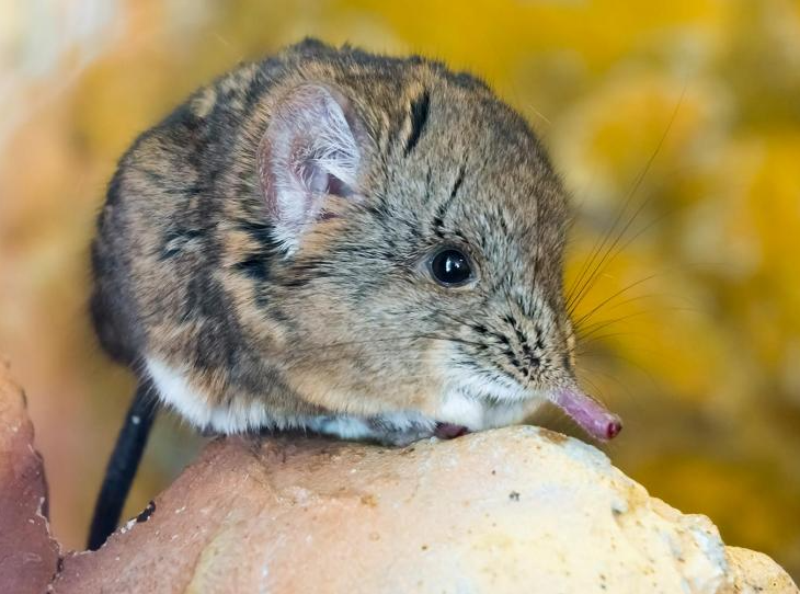 Elephant Shrew