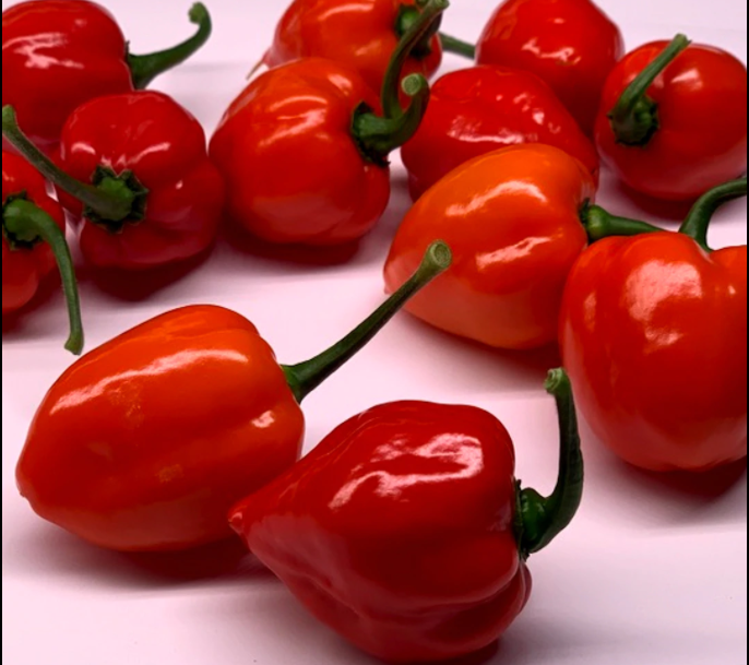 Habanero Red Savina pepper