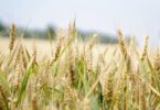 agriculture arable barley blur