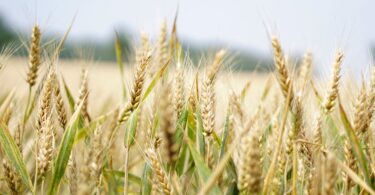 agriculture arable barley blur