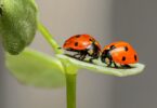 ladybugs-ladybirds-bugs-insects-144243.jpeg