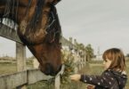 little girl feeding a horse
