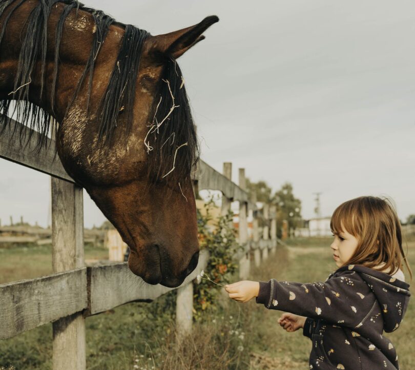 little girl feeding a horse