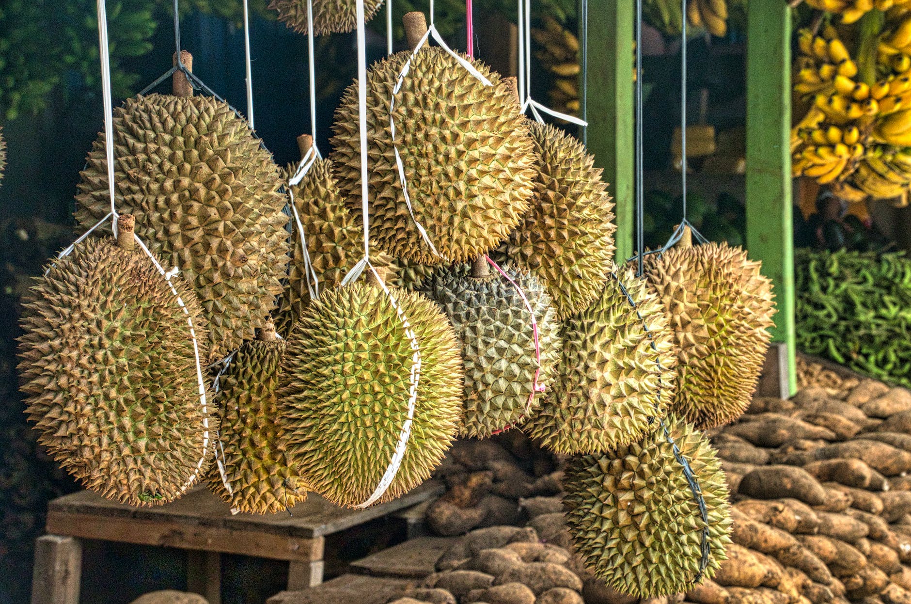 Mao Shan Wang Durian is the Most Sought-After Durian Variety in the World