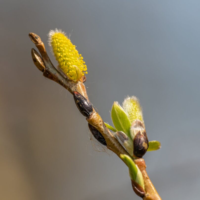 yellow flower of plant in tilt shift lens