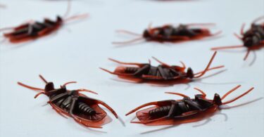 cockroaches on white background