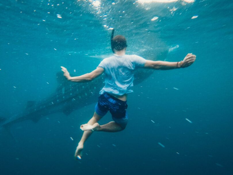 male traveler swimming underwater with shark